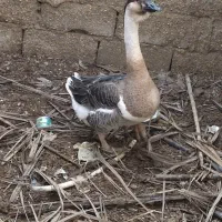 قو غاز نروماده