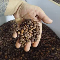 دان قهوه|عمدهفروشی|قرچک, مهدیه|دیوار