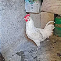 خروس لری ریشو اصیل