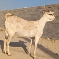 بز سومال  هیکلی دوقلوزا|حیوانات مزرعه|بندرعباس, |دیوار