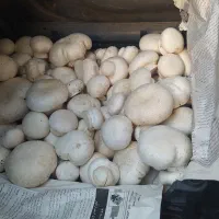قارچ درجه ۱