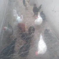 مرغ وخروس رودان