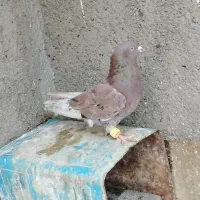 کفتر صید|پرنده|مشهد, ابوذر|دیوار