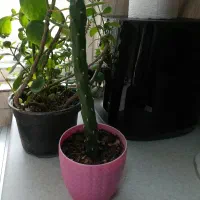 گل و گیاه اپارتمانی|گل و گیاه طبیعی|شهریار, رزکان|دیوار