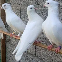 کبوتر پرشی تضمینی