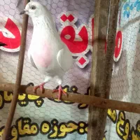کبوتر پرشی|پرنده|رشت, سلیمانداراب|دیوار