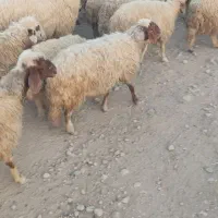 میش و بره میش