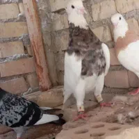 کبوتر طوقی