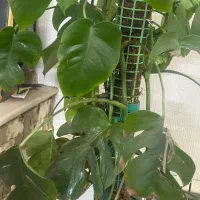 گلدان بزرگ زیبا