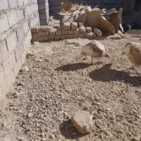 اردک خارجی بوقلمون مرغ قوقاز|حیوانات مزرعه|زابل, |دیوار