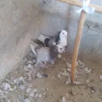 سلام یک جفت کور کورو نسل قدیم|پرنده|جزنیک, |دیوار