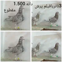 12تاش موجوده بافیلم پرش یکجادانه 1.100مقطوع