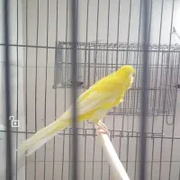 قناری بلند|پرنده|شهرضا, |دیوار