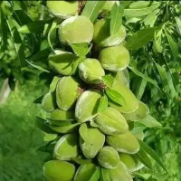 بادام فلق و تونی و سنگی وانواع گردو بلوط و توت