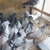 مصری و سبزکرمانی