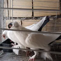 کبوتر زینتی|پرنده|فلاورجان, |دیوار