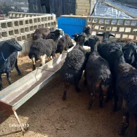 گوسفند|حیوانات مزرعه|لیلان, |دیوار