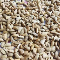 بادام سنگی و کاغذی