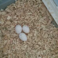 عروس هلندی ۲ جفت|پرنده|کرج, کمال‌شهر|دیوار