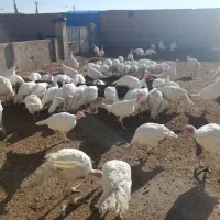 بوقلمون|حیوانات مزرعه|قوچان, |دیوار