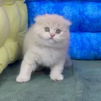 بچه گربه اشرافی|گربه|اهواز, رسالت|دیوار