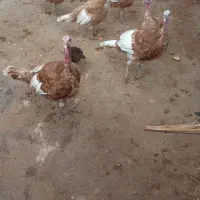 بوقلمون نر و ماده