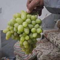 باغ هزارمتر