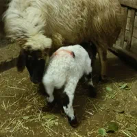 سه راس گوسفند با بره|حیوانات مزرعه|گهواره, |دیوار