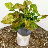 گل و گلدون /تاپر چوبی|گل و گیاه طبیعی|شاهین‌شهر, عطار|دیوار