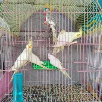 تعدادی عروس پرنده های قفسی