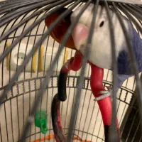 کوتله برزیلی