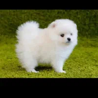 پامر‌ خرسی