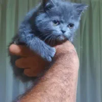 بچه گربه/گربه/اسکاتیش/بریتیش|گربه|مشهد, آزادشهر|دیوار