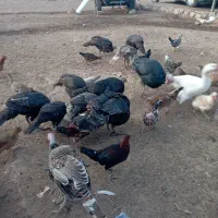 پنج عدد بوقلمون محلی به فروش می‌رسد|حیوانات مزرعه|فشاپویه, |دیوار