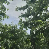 باغ میوه|فروش زمین و ملک کلنگی|خلجستان, |دیوار