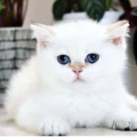 گربه بریتیش سفید برفی و سیلور چشم آبی