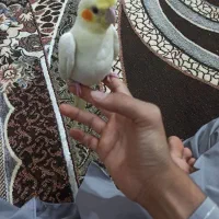 عروس هلندی
