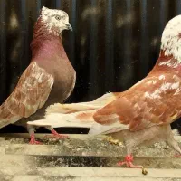 پنج جفت کفتر