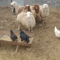 میش داشتی|حیوانات مزرعه|شیروان (خراسان), |دیوار