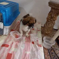 توله اشپیتز پامر|سگ|شیراز, ماه فیروزان|دیوار