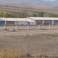 اجاره ۱۰۰۰ متری مرغداری|اجارهٔ دفتر صنعتی، کشاورزی، تجاری|ثمرین, |دیوار