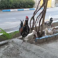 خروس چهل تاج گلین