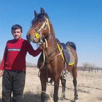اسب نریون