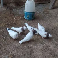 کفتر طوقی تهرانی|پرنده|اسدآباد, |دیوار