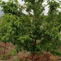 باغ ویلا|فروش زمین و ملک کلنگی|تویسرکان, |دیوار