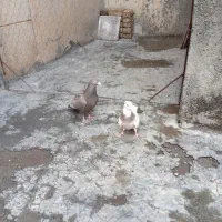 کفتر طوقی ونامبر