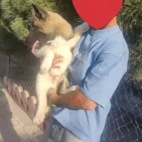 امریکن آکیتا نر