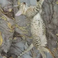 گربه ماده