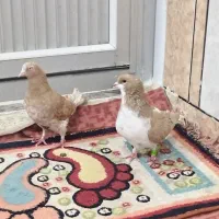 چپی زرد|پرنده|اهواز, زرگان|دیوار