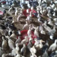 فروش جوجه اردک ۲۸ روزه واقعی|حیوانات مزرعه|رشت, دخانیات|دیوار
